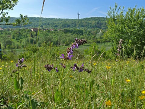 Wiesensalbei
