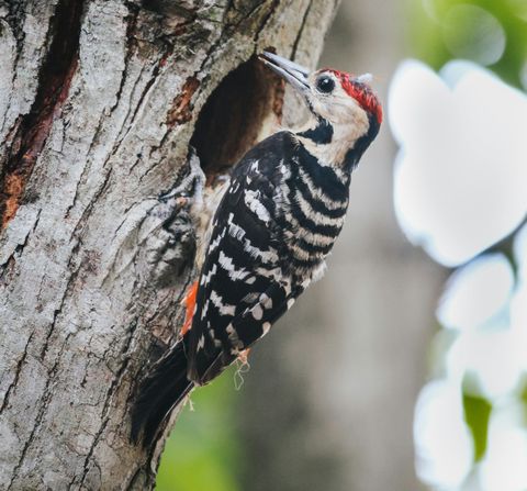 Specht an einer Baumhöhle