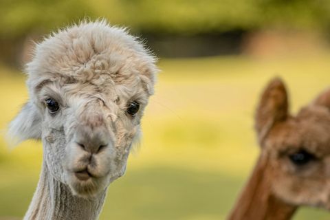 Alpakas kann man im Tierpark bestaunen
