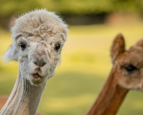 Alpakas kann man im Tierpark bestaunen