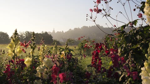 Wildblumen im Naturpark