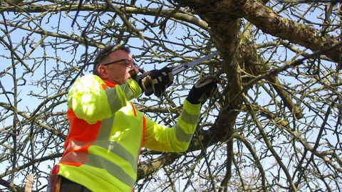 Bäume richtig schneiden - unser Baumwart zeigt wie es geht