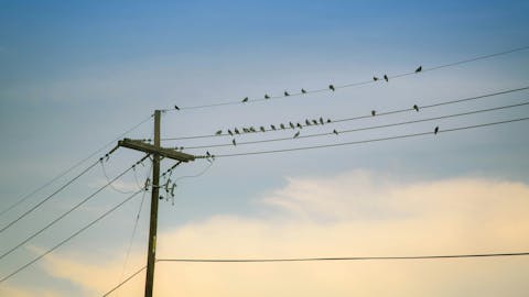 Vögel auf einem Strommast