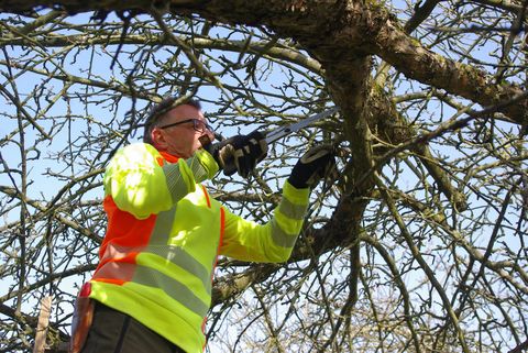 Bäume schneiden - unser erfahrener Baumwart zeigt Ihnen, wie es richtig gemacht wird.